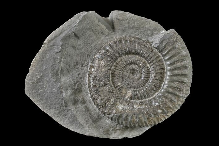 Ammonite (Dactylioceras) Fossil - England #163004